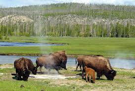 Diane Nieman - Yellowstone National Park